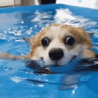 🏊‍♀️