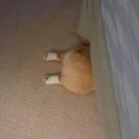 🐶