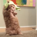 💃