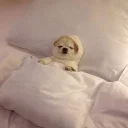 😴