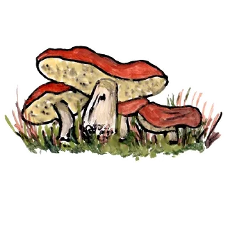 🍄