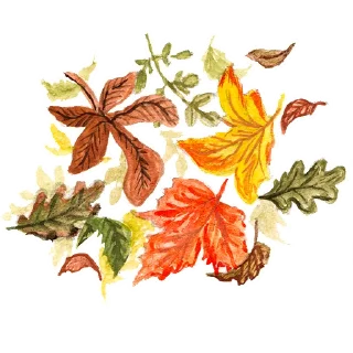 🍂