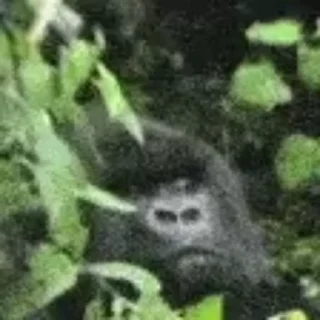 🦍
