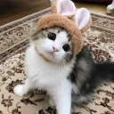 🐰