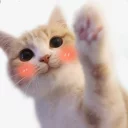 🤚