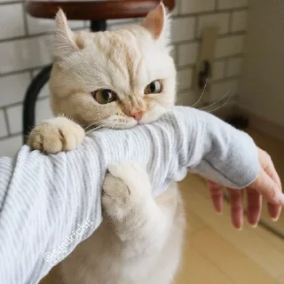 😾