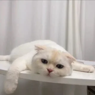 😪