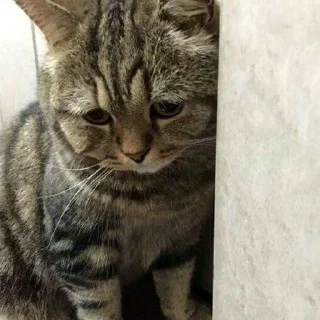 🥺