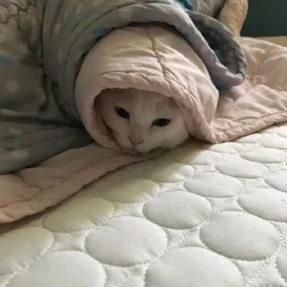 🌯