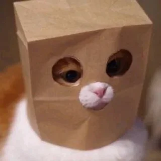 🙈
