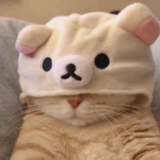 🐻
