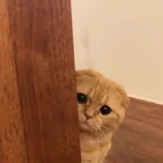 🥺