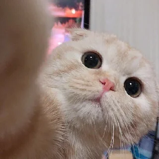 🤳