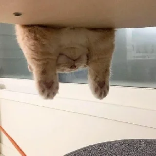 🐾