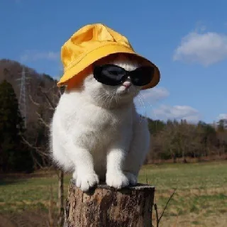 😎