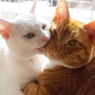 ❣
