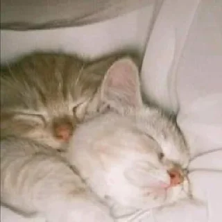 😴