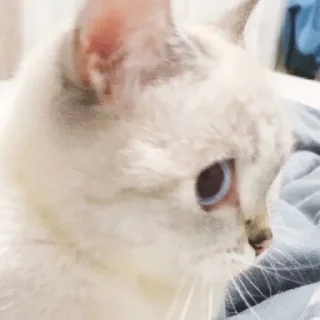 👁