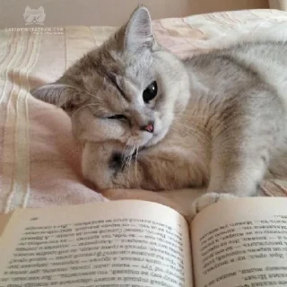 📖