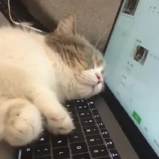 😴