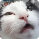 😿