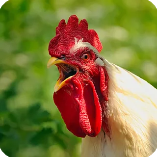 🐔