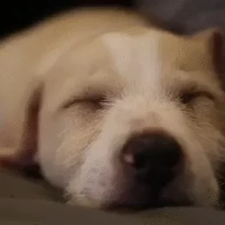 💤