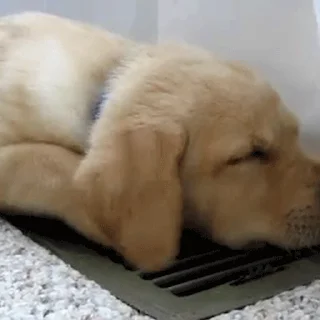 💤