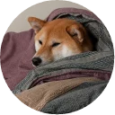 💤