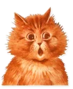 🙀