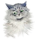 😾