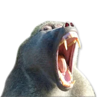 🦷