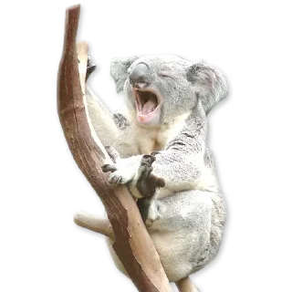 🐨