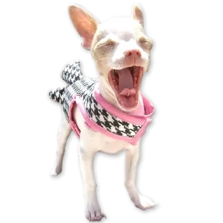 🐶