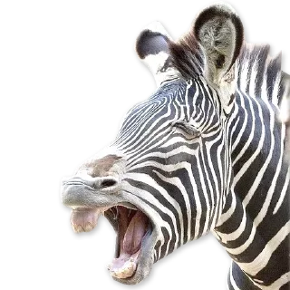 🦓