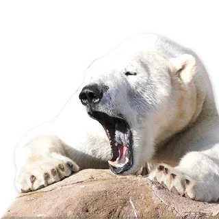 🐻‍❄️