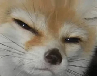 😾
