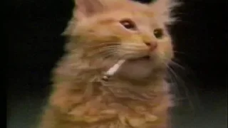 😼