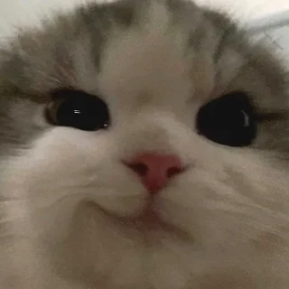 😼