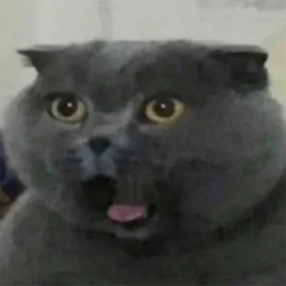 🙀