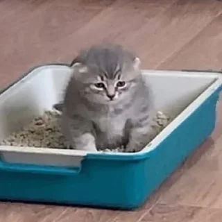 🥲