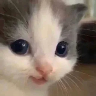 😼