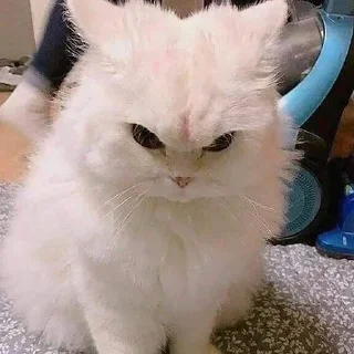 😡