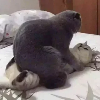 😼