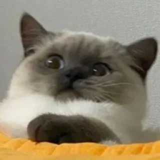 👀