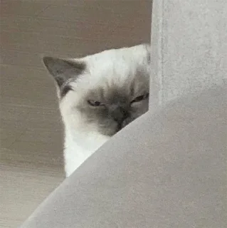 😡