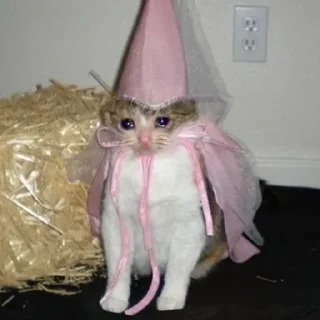 🎉
