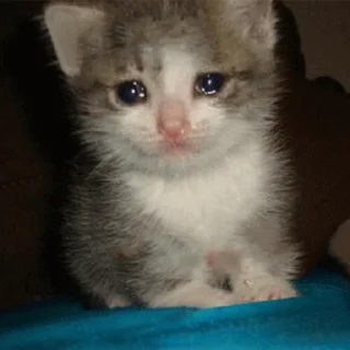 😭