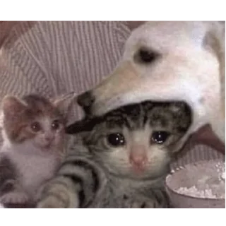 😭
