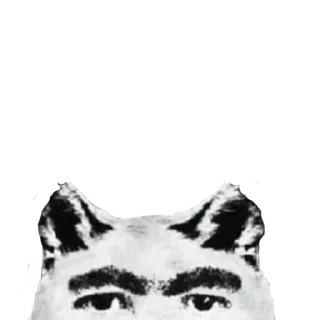 🐶